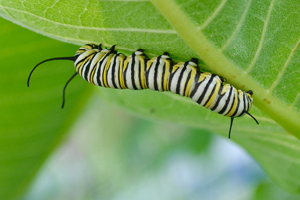 Monarch caterpillar crawling on underside of a leaf