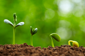 four seedlings at different levels of germination, from just emerging from the seed, to developing leaves